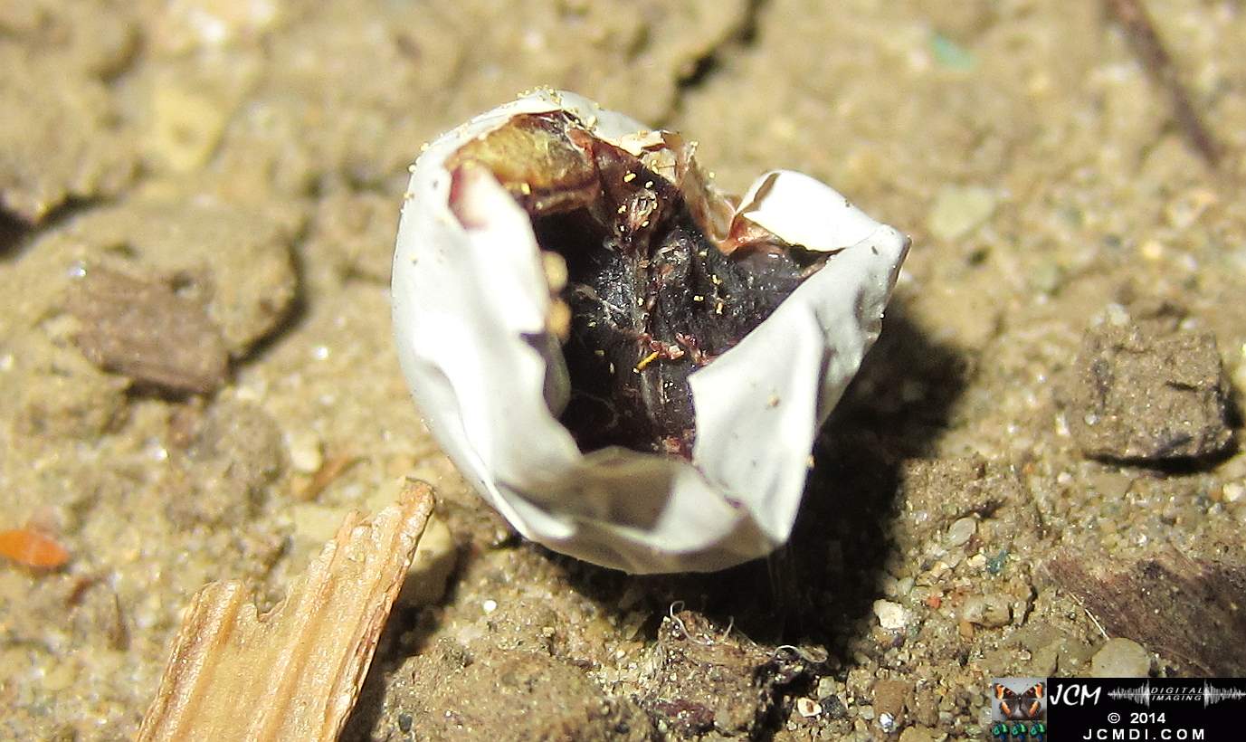Allens Hummingbird nest and chick 3-16-2014